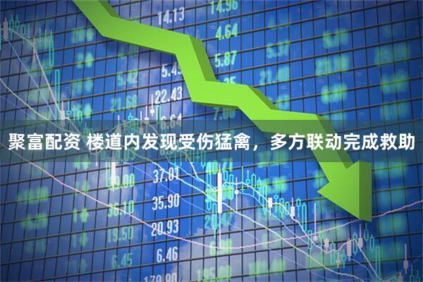 聚富配资 楼道内发现受伤猛禽，多方联动完成救助